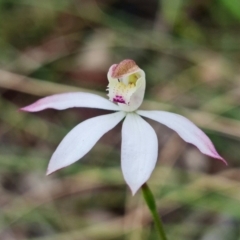 Caladenia moschata at Undefined Area - suppressed