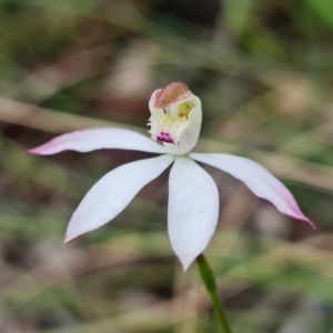 Caladenia moschata at Point 26 - suppressed