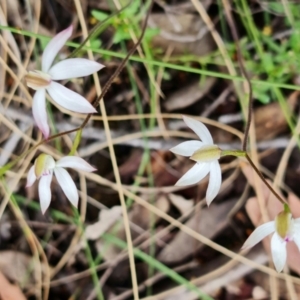 Caladenia moschata at Point 26 - suppressed