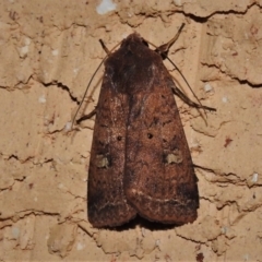 Diarsia intermixta (Chevron Cutworm, Orange Peel Moth.) at Wanniassa, ACT - 15 Oct 2021 by JohnBundock