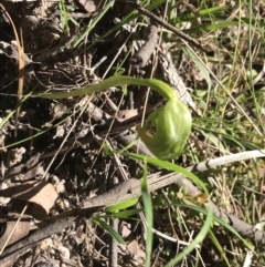 Pterostylis nutans (Nodding Greenhood) at Tidbinbilla Nature Reserve - 9 Oct 2021 by Tapirlord