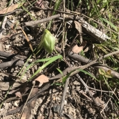 Pterostylis nutans at Paddys River, ACT - 9 Oct 2021