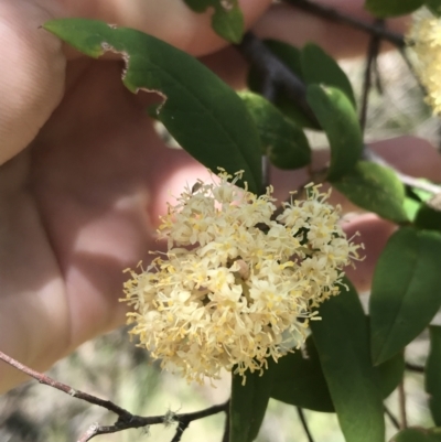 Pomaderris andromedifolia (Yellow Pomaderris) at Paddys River, ACT - 9 Oct 2021 by Tapirlord