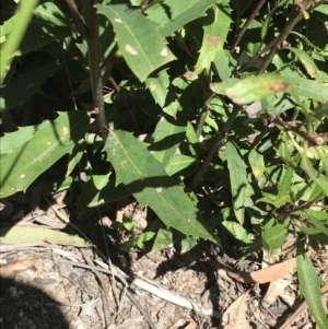 Lomatia myricoides at Paddys River, ACT - 9 Oct 2021