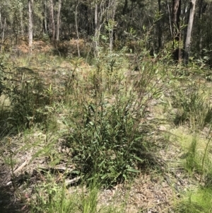Lomatia myricoides at Paddys River, ACT - 9 Oct 2021