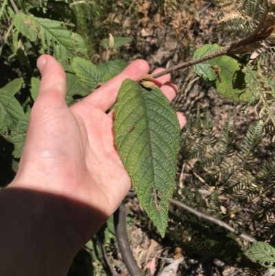 Pomaderris aspera (Hazel Pomaderris) at Tidbinbilla Nature Reserve - 9 Oct 2021 by Tapirlord