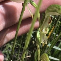 Bunochilus montanus (ACT) = Pterostylis jonesii (NSW) (Montane Leafy Greenhood) at Paddys River, ACT - 9 Oct 2021 by Tapirlord