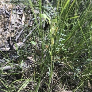 Bunochilus montanus (ACT) = Pterostylis jonesii (NSW) at Paddys River, ACT - suppressed