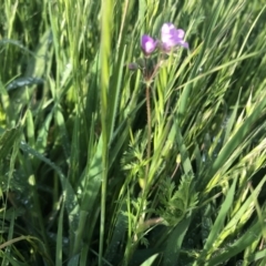 Erodium sp. (A Storksbill) at Flea Bog Flat to Emu Creek Corridor - 14 Oct 2021 by Dora