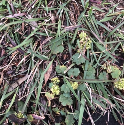 Hydrocotyle laxiflora (Stinking Pennywort) at Flea Bog Flat to Emu Creek Corridor - 15 Oct 2021 by Dora