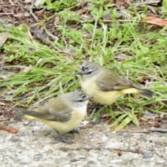 Acanthiza chrysorrhoa (Yellow-rumped Thornbill) at Aranda, ACT - 15 Oct 2021 by KMcCue