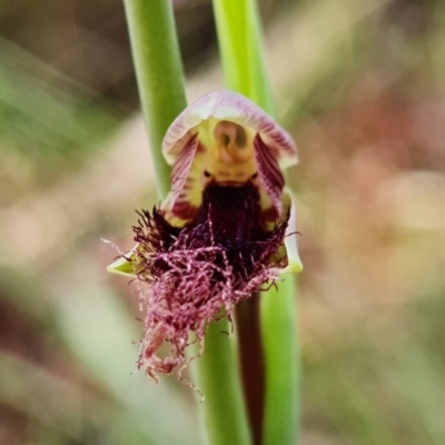 Calochilus platychilus (Purple Beard Orchid) at Stromlo, ACT - 15 Oct 2021 by RobG1
