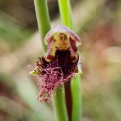 Calochilus platychilus (Purple beard orchid) at Stromlo, ACT - 15 Oct 2021 by RobG1