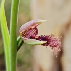 Calochilus platychilus at Stromlo, ACT - suppressed