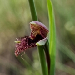 Calochilus platychilus at Stromlo, ACT - 15 Oct 2021