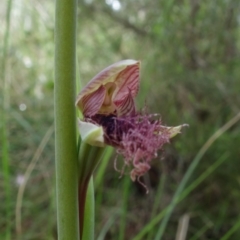 Calochilus platychilus at Stromlo, ACT - suppressed