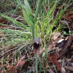 Calochilus platychilus at Stromlo, ACT - 15 Oct 2021