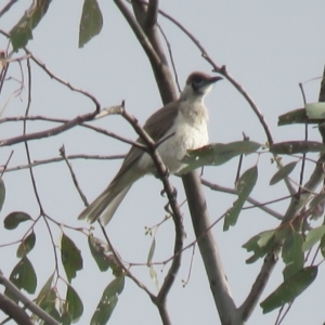 Philemon citreogularis at Wagga Wagga, NSW - 29 Sep 2017 05:05 PM