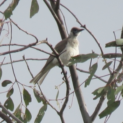 Philemon citreogularis (Little Friarbird) at Wagga Wagga, NSW - 29 Sep 2017 by Liam.m