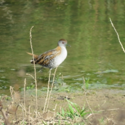 Zapornia pusilla (Baillon's Crake) at Wagga Wagga, NSW - 29 Sep 2017 by Liam.m