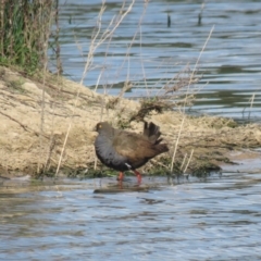 Tribonyx ventralis (Black-tailed Nativehen) at Wagga Wagga, NSW - 29 Sep 2017 by Liam.m