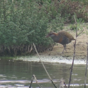 Gallirallus philippensis at Wagga Wagga, NSW - suppressed