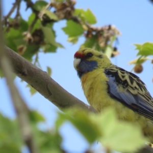 Platycercus elegans flaveolus at Narrandera, NSW - 30 Sep 2017