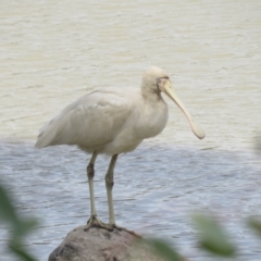 Platalea flavipes (Yellow-billed Spoonbill) at Narrandera, NSW - 30 Sep 2017 by Liam.m