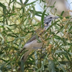 Plectorhyncha lanceolata (Striped Honeyeater) at Narrandera, NSW - 30 Sep 2017 by Liam.m