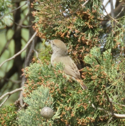 Acanthiza uropygialis (Chestnut-rumped Thornbill) at Leeton, NSW - 30 Sep 2017 by Liam.m