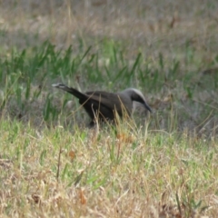 Pomatostomus temporalis temporalis (Grey-crowned Babbler) at Leeton, NSW - 30 Sep 2017 by Liam.m