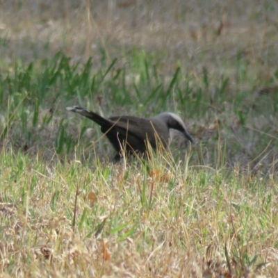 Pomatostomus temporalis temporalis (Grey-crowned Babbler) at Leeton, NSW - 30 Sep 2017 by Liam.m