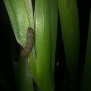 Noctuidae unclassified IMMATURE moth at Belconnen, ACT - 15 Oct 2021