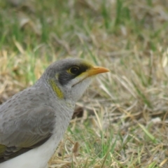 Manorina flavigula (Yellow-throated Miner) at Leeton, NSW - 30 Sep 2017 by Liam.m