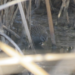 Porzana fluminea (Australian Spotted Crake) at Leeton, NSW - 30 Sep 2017 by Liam.m