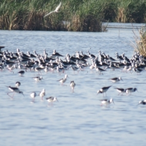 Himantopus leucocephalus at Leeton, NSW - 30 Sep 2017