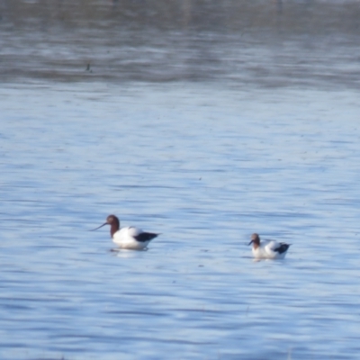 Recurvirostra novaehollandiae (Red-necked Avocet) at Leeton, NSW - 30 Sep 2017 by Liam.m