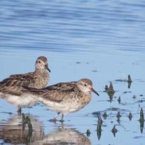 Calidris acuminata at Leeton, NSW - 30 Sep 2017