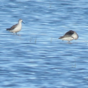 Tringa stagnatilis at Leeton, NSW - suppressed