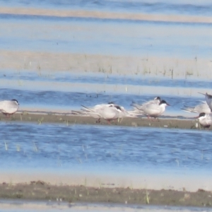 Hydroprogne caspia at Leeton, NSW - 30 Sep 2017