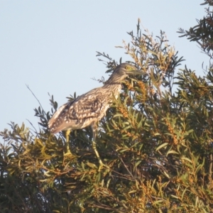 Nycticorax caledonicus at Leeton, NSW - 30 Sep 2017