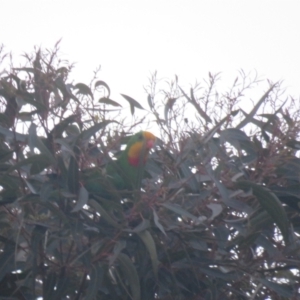 Polytelis swainsonii at Leeton, NSW - suppressed