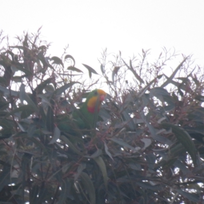 Polytelis swainsonii (Superb Parrot) at Leeton, NSW - 30 Sep 2017 by Liam.m