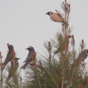 Artamus superciliosus at Leeton, NSW - suppressed