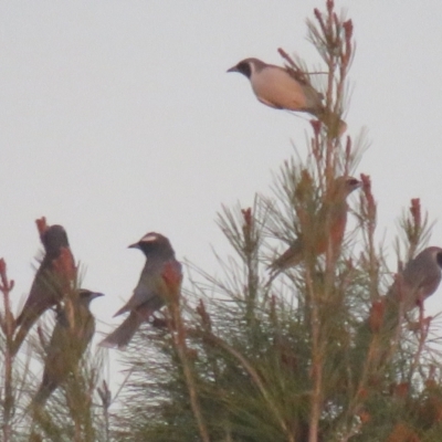 Artamus superciliosus (White-browed Woodswallow) at Leeton, NSW - 30 Sep 2017 by Liam.m