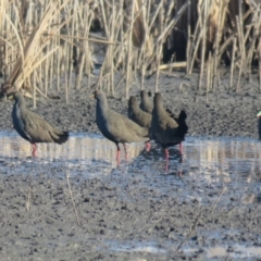 Tribonyx ventralis at Leeton, NSW - suppressed