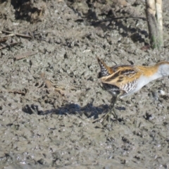 Zapornia pusilla (Baillon's Crake) at Leeton, NSW - 30 Sep 2017 by Liam.m