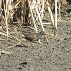 Porzana fluminea (Australian Spotted Crake) at Leeton, NSW - 1 Oct 2017 by Liam.m