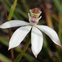 Caladenia moschata (Musky Caps) at Cook, ACT - 15 Oct 2021 by drakes