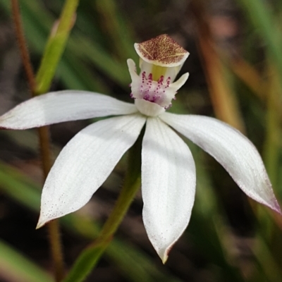 Caladenia moschata (Musky Caps) at Cook, ACT - 14 Oct 2021 by drakes